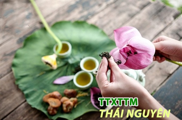 Trà bông sen tươi