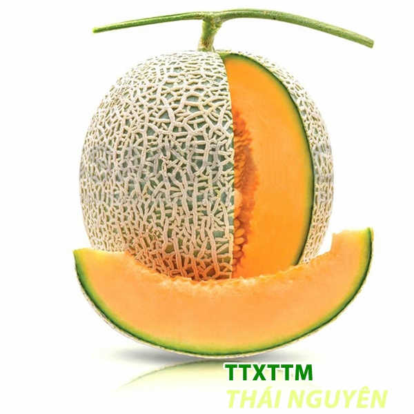 Dưa lưới