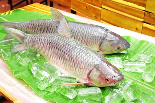 Cá trắm