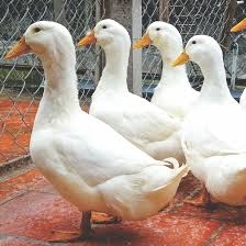Vịt